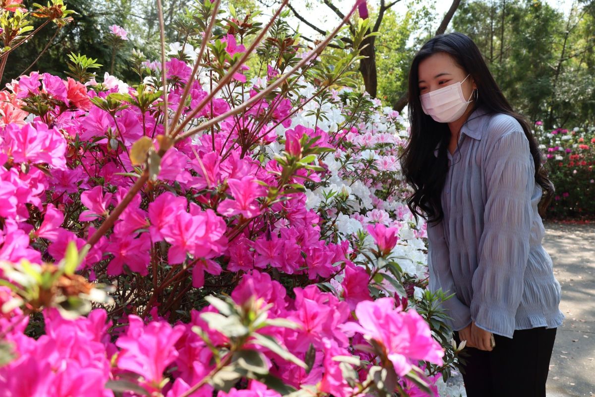 ▲亞大的杜鵑花牆，吸引同學來此拍照，感受當網紅的滋味。(圖／亞洲大學提供2023.3.16)