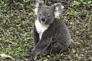 平日限定!木柵動物園將開放無尾熊「近距離觀察熱點」