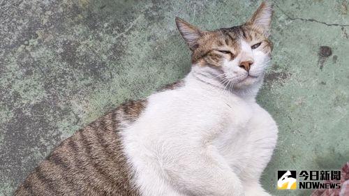 新加坡貓派福音　國宅禁養貓咪法令將廢止
