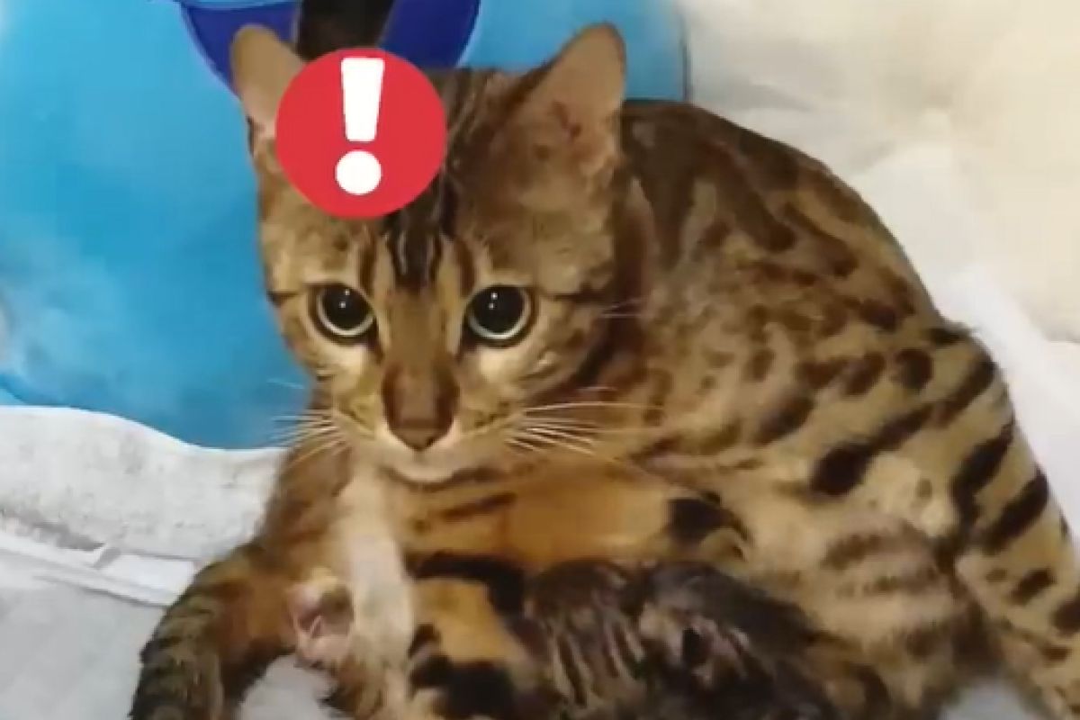 ▲孟加拉貓「貝兒」在2019年時生下三隻健康的貓寶寶。（圖／Youtube：NyanTamaHOUSE）