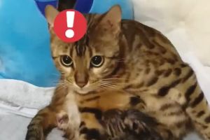 貓媽產子正放鬆!見主人伸手「1反應」 網:可愛又凶悍