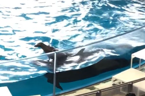 ▲日本海生館表演海獅騎海豚，特別的表演讓民眾不敢置信。（圖／Twitter：qm_j13） 