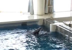 從遠處看,海獅似乎漂浮在水面上。(圖/Twitter:qm_j13) ▲從遠處看,海獅似乎漂浮在水面上。(圖/Twitter:qm_j13)