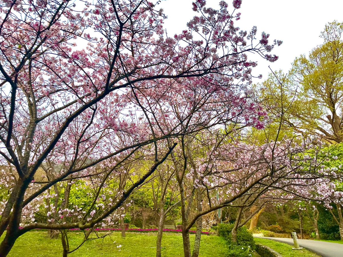 ▲陽明山櫻花季最後倒數，想要賞櫻的旅客可得把握本週末。（圖／記者鍾怡婷攝）