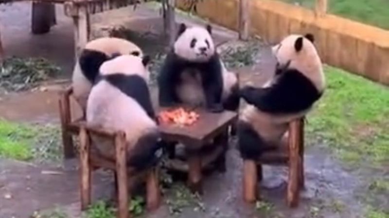 ▲四隻熊貓圍一桌吃蘋果的歡樂畫面,引起網友高度關注,笑稱是「正港四川麻將」。(圖/翻攝畫面)