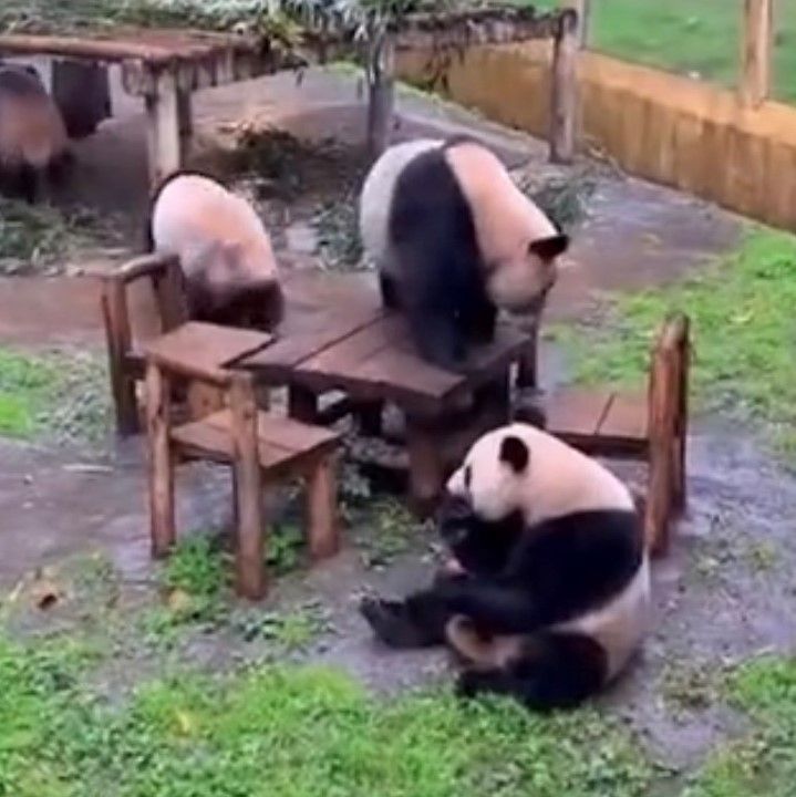 ▲熊貓自己上桌吃蘋果是動物園日常，但一次集滿4隻圍一圈，確實難得。（圖／翻攝畫面）