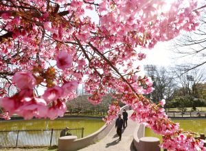 賞花要快！大阪、廣島接力開花　氣溫回暖各地櫻花早開
