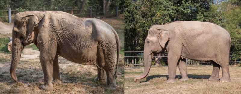 泰國大象背部凹陷變形　動保組織：愛牠、別騎牠