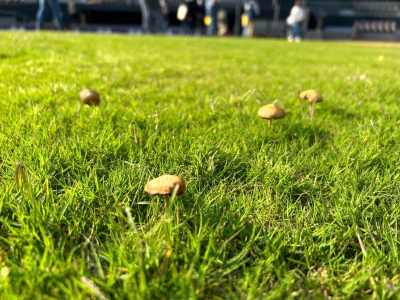 ▲新竹市立棒球場三月爆出草皮長香菇。(圖/新竹市議員吳旭豐辦公室提供)