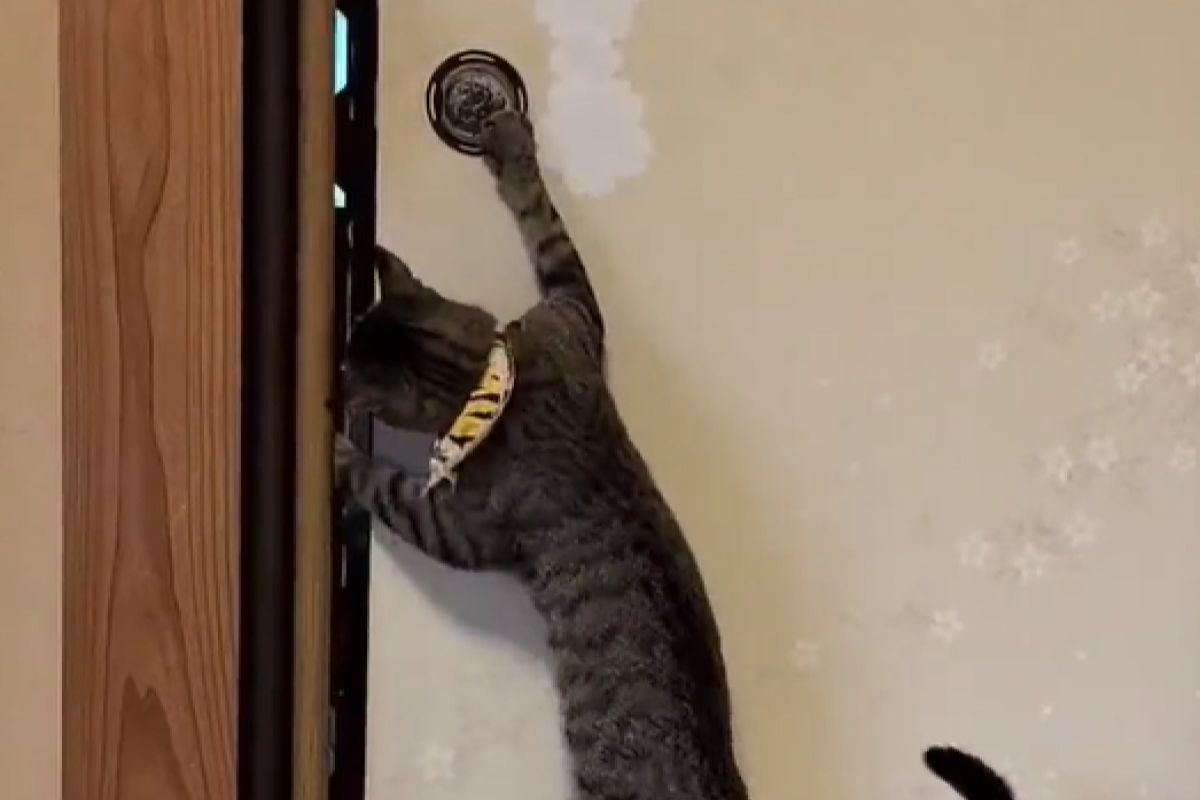 ▲Chimaki苦心學會開門，不料還是被飼主的聰明才智給打敗。（圖／Twitter：iri_jii2020）