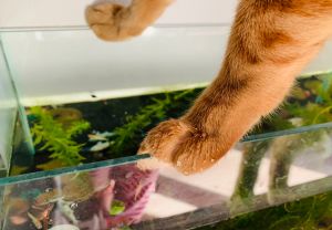 ▲今天的主角是身手靈敏到可以踩在魚缸壁的橘貓Giga。（圖／Twitter：nijinoyatu）