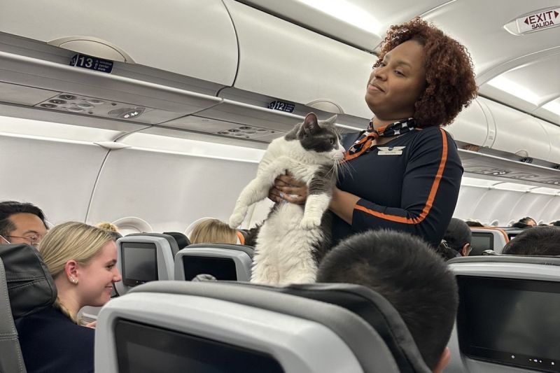 ▲一位專欄作家在搭乘往紐約的班機時，有名空姐突然搬出一隻巨型貓貓。（圖／Twitter：prof_goddess）
