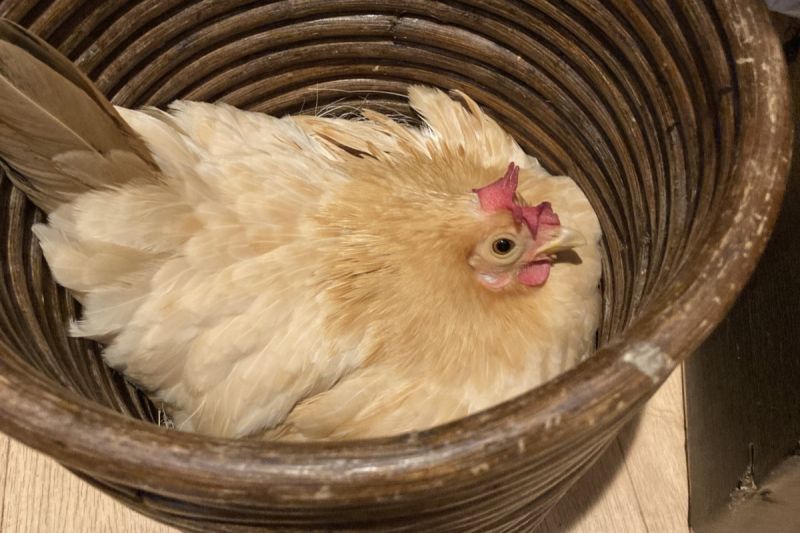 ▲推主發現日本某咖啡廳中的垃圾桶裡窩著一隻母雞。（圖／Twitter：_hi34_）