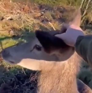 ▲獵人放下獵槍，轉而撫摸小鹿的頭部。（圖／Twitter：susantananda3）