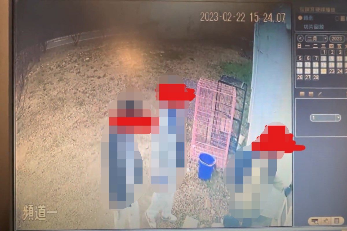 ▲東海米克斯動物關懷社2月時遭闖空門，一隻浪貓在未取得同意的情況下被帶走。（圖／東海大學米克斯動物關懷社授權提供）