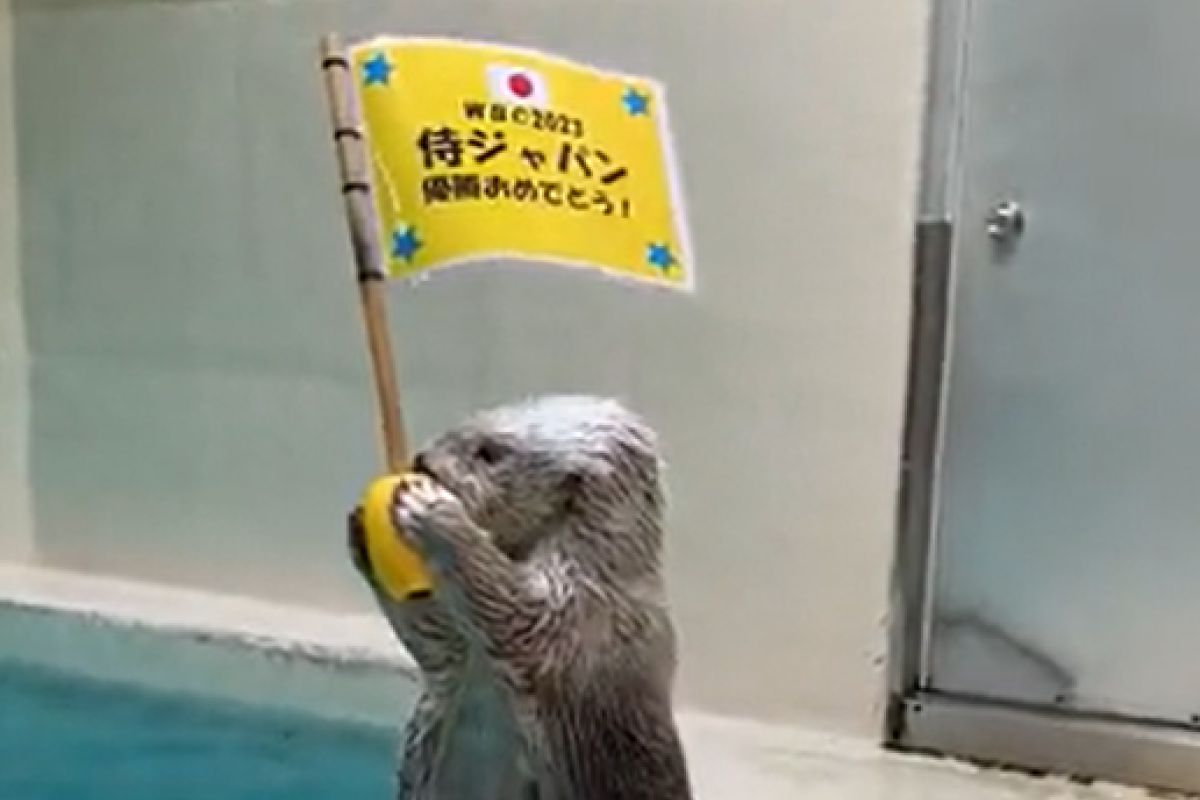▲日本在2023年經典賽奪冠，鳥羽水族館請水獺來祝賀。（圖／Twitter：TOBA_AQUARIUM）