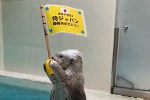 日本經典賽奪冠「海獺也快樂」！小手高舉勝利旗幟：好棒
