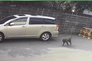 ▲民眾在桃園街邊看見一隻「大狒狒」。（圖／臉書社團《路上觀察學院》）