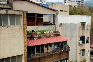 ▲天母一位阿嬤蹲在房屋圍牆外的遮雨棚上種菜。（圖／臉書社團《路上觀察學院》） 