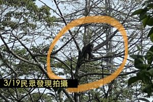 ▲有民眾19日時拍攝到該隻狒狒。（圖／台灣動物保護行政監督聯盟 臉書）