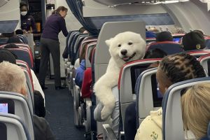 機艙出現「毛茸茸大白熊」！牠燦笑打招呼：你在看我嗎
