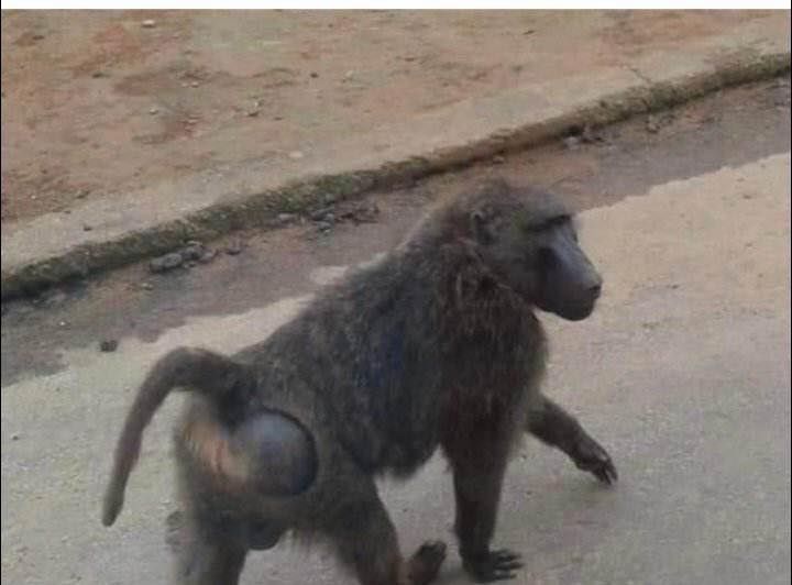東非狒狒遇到了怎麼辦？林務局提醒「4不要」：會激怒牠