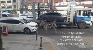 夭壽！南韓斑馬逃脫民眾狂拍　「站立車群照」荒謬瘋傳　
