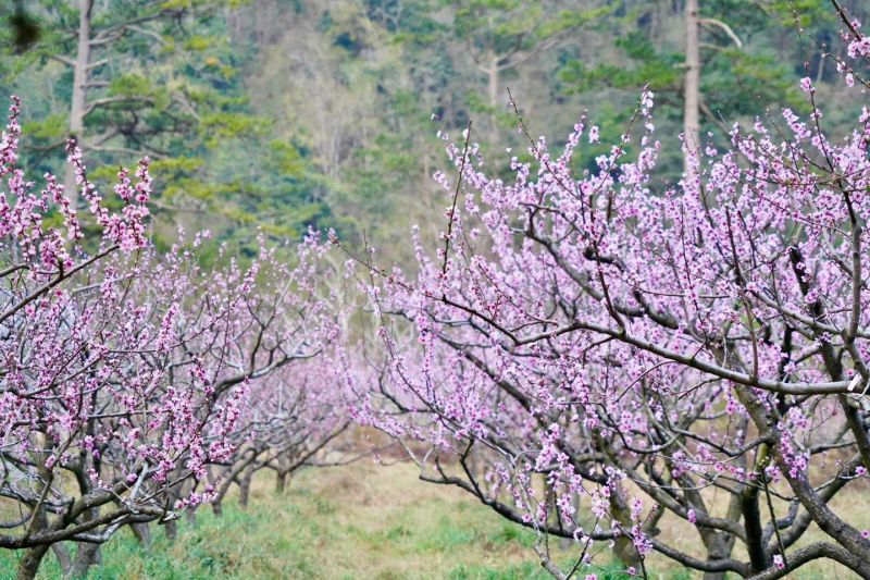 ▲武陵農場粉紅桃花盛開中，農場預估3月下旬到4月上旬為最佳賞花期。（圖／翻攝自武陵農場臉書）