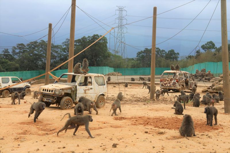 ▲六福村園區內的狒狒採取「自由放養」緣故，因此園區內盤點數量有困難。（圖／新竹縣府林管處提供）