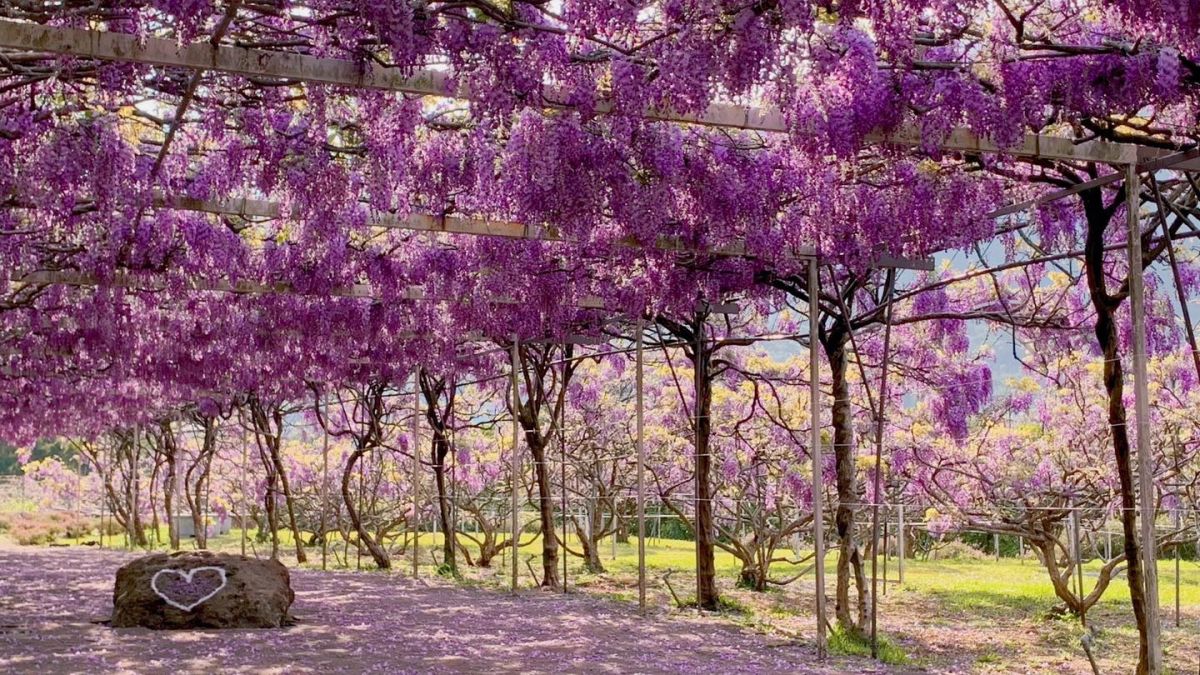 ▲隨著櫻花、牡鵑花季結束，3月中下旬～4月中旬的浪漫紫藤花季節也悄悄到來，這個週末就照著「紫藤花地圖」開追！（圖／翻攝自淡水紫藤花園-二號水源園區官方臉書）