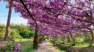今年紫藤花咖啡園從3/20一路開到4/10,門票定價為300元,身高100公分以下孩童免費。 ▲今年紫藤花咖啡園從3/20一路開到4/10,門票定價為300元,身高100公分以下孩童免費。(圖/翻攝自淡水紫藤花園-二號水源園區官方臉書)