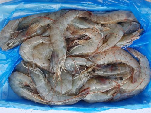 宏都拉斯想哭！外交部：即日起全面開放貝里斯冷凍白蝦輸入
