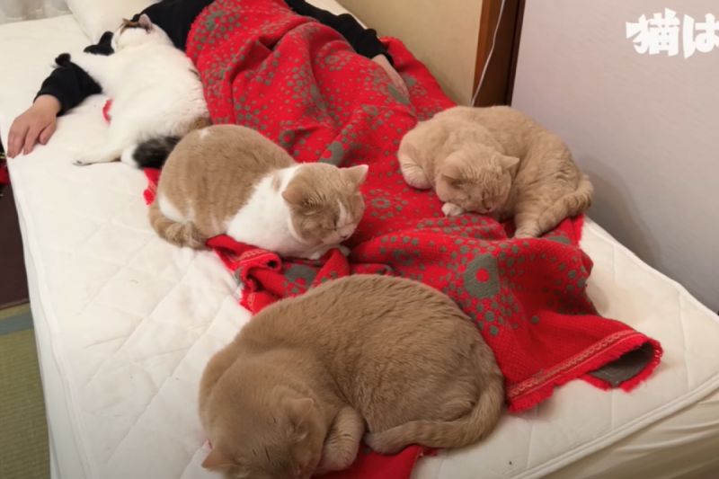 ▲日本網友想叫媽媽起床，一進門發現床上躺了「四隻神獸」。（圖／Youtube：猫は液体（みかんとじろうさんち））