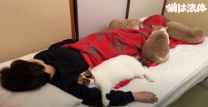 ▲貓咪餡蜜抱著人類的手臂睡得香甜，另外三隻也窩在腳邊。（圖／Youtube：猫は液体（みかんとじろうさんち））