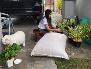 能看出白貓Manni的體形比女主人寬很多。(圖/มันนี่แมวหน้าเครียด 臉書) ▲能看出白貓Manni的體形比女主人寬很多。(圖/มันนี่แมวหน้าเครียด 臉書)