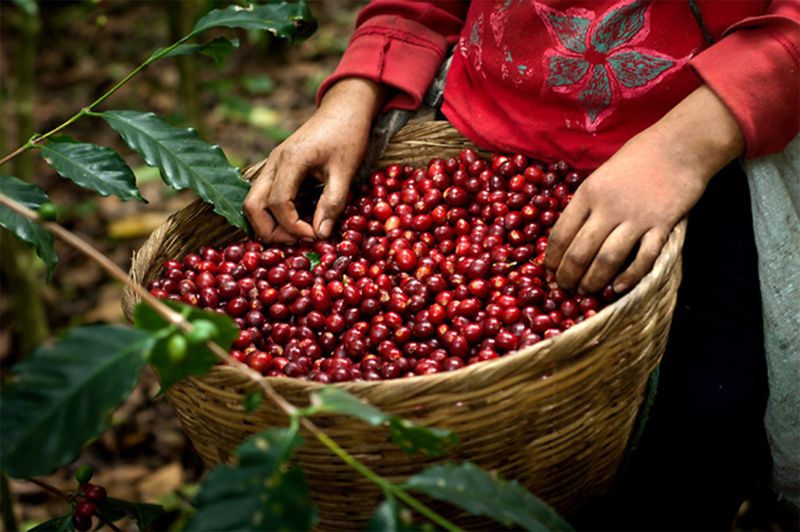 ▲瓜地馬拉咖啡深受台灣消費者喜愛，已成為瓜國咖啡的第9大出口國。（圖／中美洲經貿辦事處）