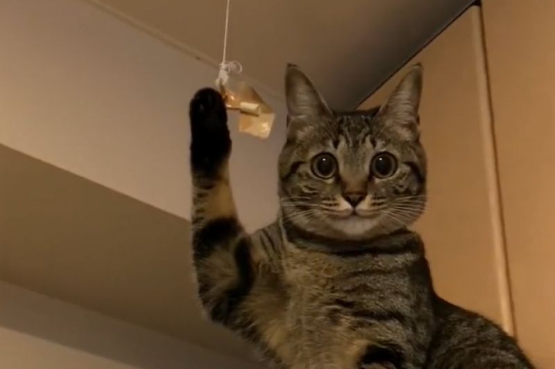 ▲貓咪被繩子捆住手，被迫在冰箱上舉手求救。（圖／Twitter：oh_sazi_ippai）