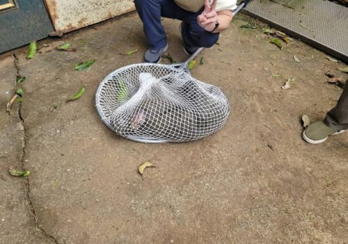 ▲逃脫的東非狒狒當時在楊梅富岡國中一帶被捕獲，胸口卻被獵人開了一槍。（圖／翻攝畫面）