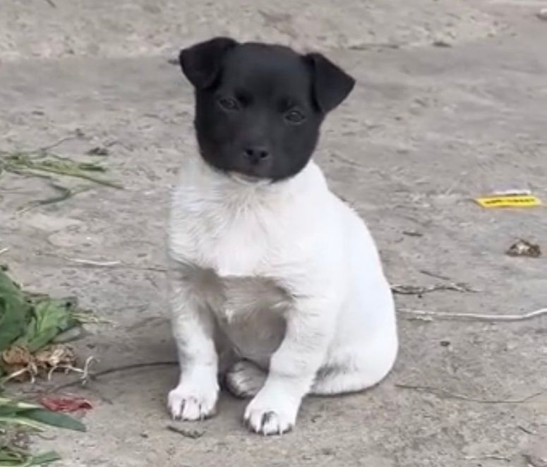 ▲微博網友分享一隻頭黑身白的小狗。（圖／翻攝自微博）