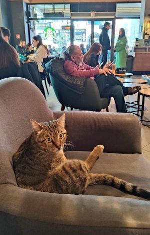 ▲推主在土耳其的星巴克中發現一位貓客人。（圖／Twitter：nekosanpoch）