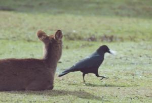 一隻叼著毛的烏鴉在鹿群中間走來走去。(圖/Twitter:igufoto) ▲一隻叼著毛的烏鴉在鹿群中間走來走去。(圖/Twitter:igufoto)