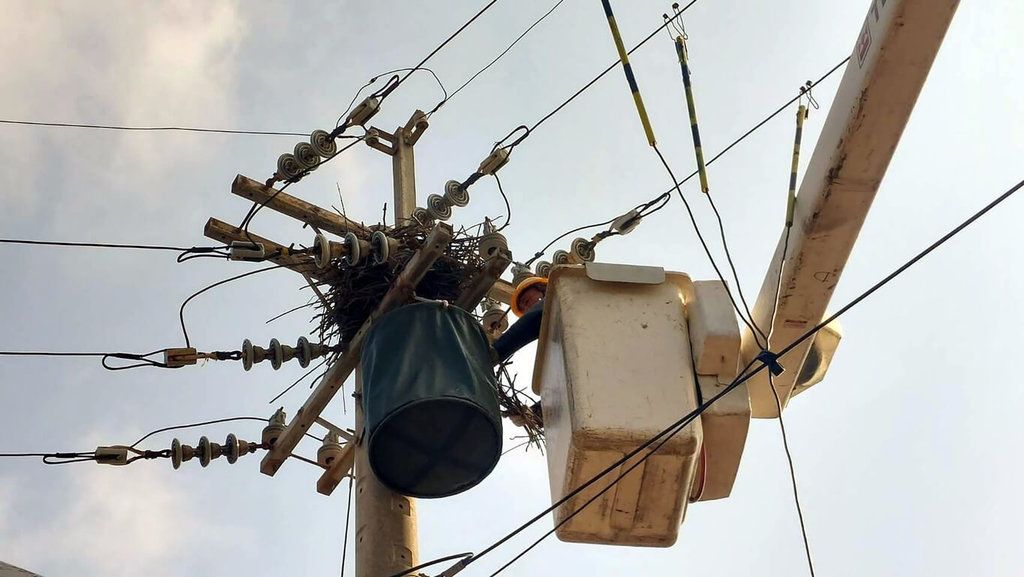 ▲台電嘉義區處28日表示，嘉義地區2022年拆除324個鳥巢，今年1月至今已拆除43個鳥巢，拆除目的在於確保供電穩定和用電安全，未來將持續加強巡視、維護電力設備運行，並精進防鳥措施。（台電嘉義區營業處提供）中央社記者黃國芳傳真 112年3月28日