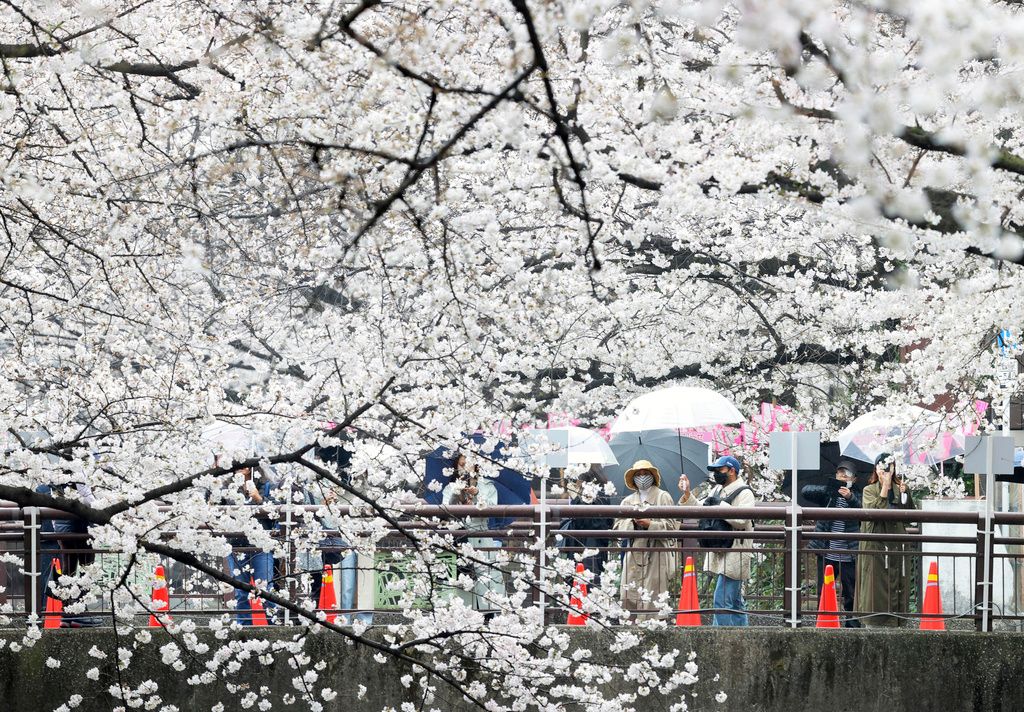 ▲東京的目黑川從上游至下游約4公里，河川兩旁種植約800株染井吉野櫻樹，有些在河川上形成淡粉紅色的櫻花隧道，景致怡人。（圖／美聯社／達志影像）