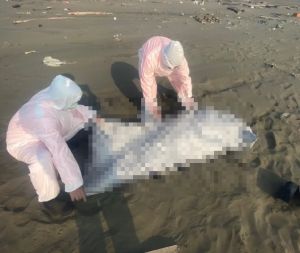 西部沿海1個月內驚見「20具浮屍」！監委申請自動調查
