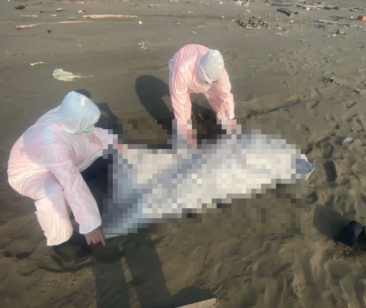 ▲台灣沿岸地區，近期出現20多具浮屍。（圖／翻攝畫面）