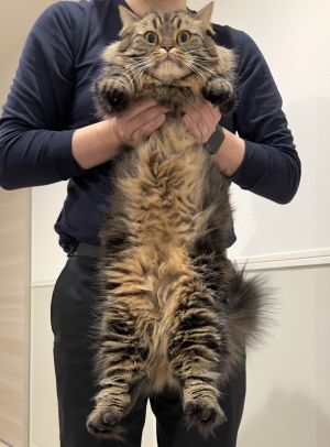 ▲這隻貓實際上有這麼大！（圖／Twitter：MunchKINGArthur）