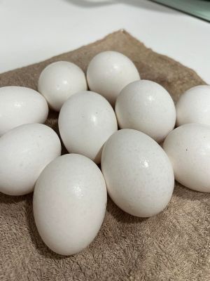 ▲囤蛋商賣不新鮮雞蛋，從外殼上會與新鮮雞蛋有明顯差異。（圖／連愛卿授權提供）