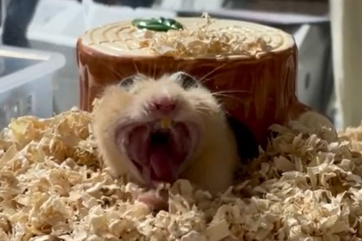 ▲倉鼠屋跑出一個「長著大嘴巴」的生物。（圖／Twitter：hamster_daizu）