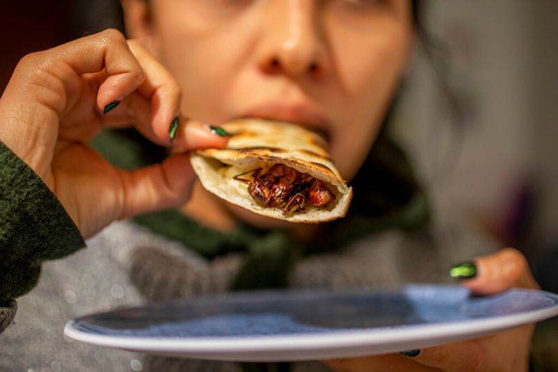 ▲對許多傳統的墨西哥家庭來說，墨西哥酥餅（Quesadillas）如果沒有夾雜「高蛋白蟲蟲」那麼就稱不上道地的美味料理。（圖／美聯社／達志影像）