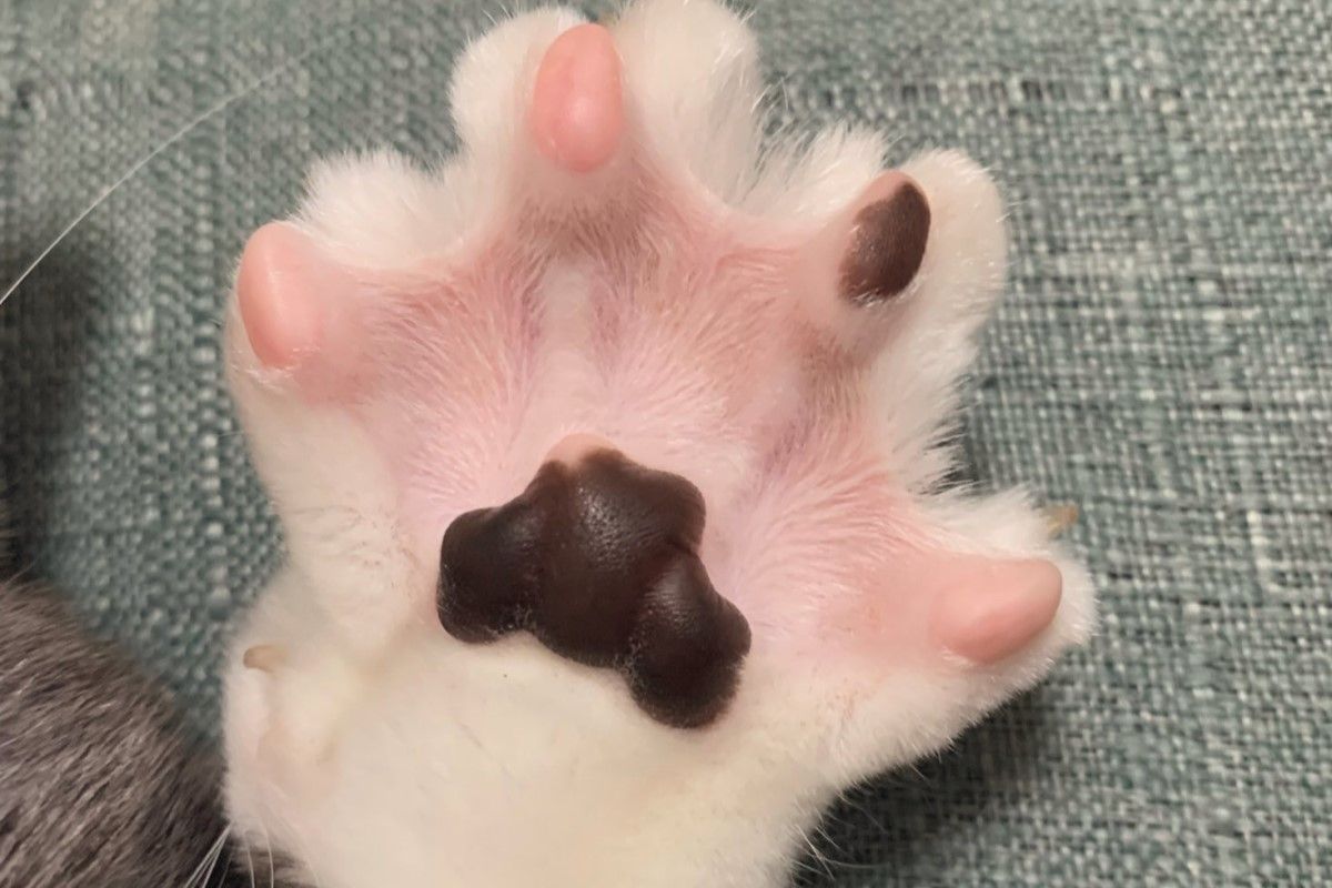 ▲貓咪「Gomashio」秀出自己的香甜肉球。（圖／Twitter：neko_wagaya） 